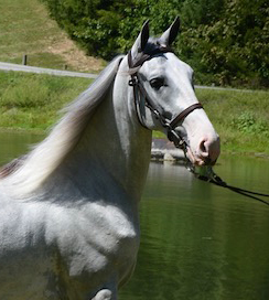 Justice the horse.