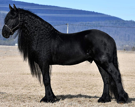 A standing black friesian horse.